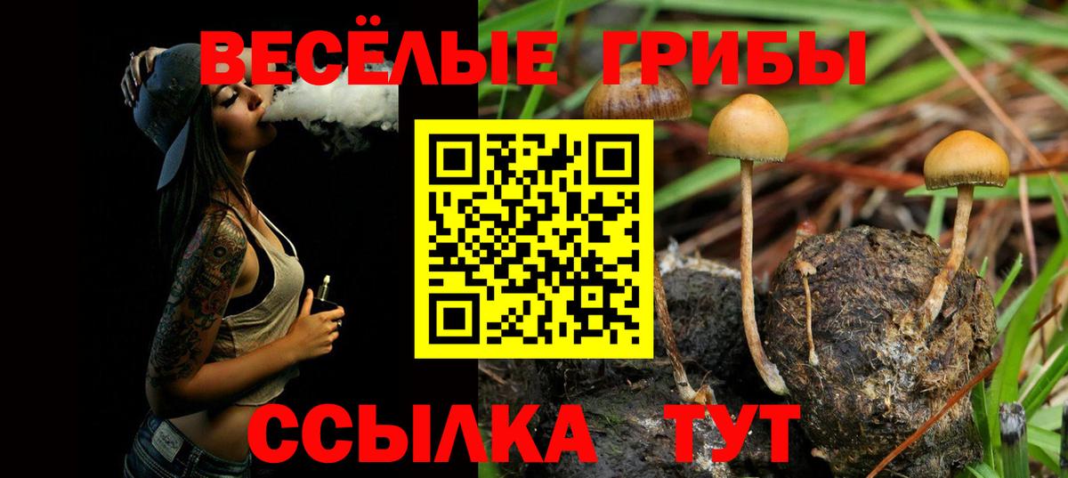 Дубна  Псилоцибиновые грибы Cubensis  Вход с VPN 